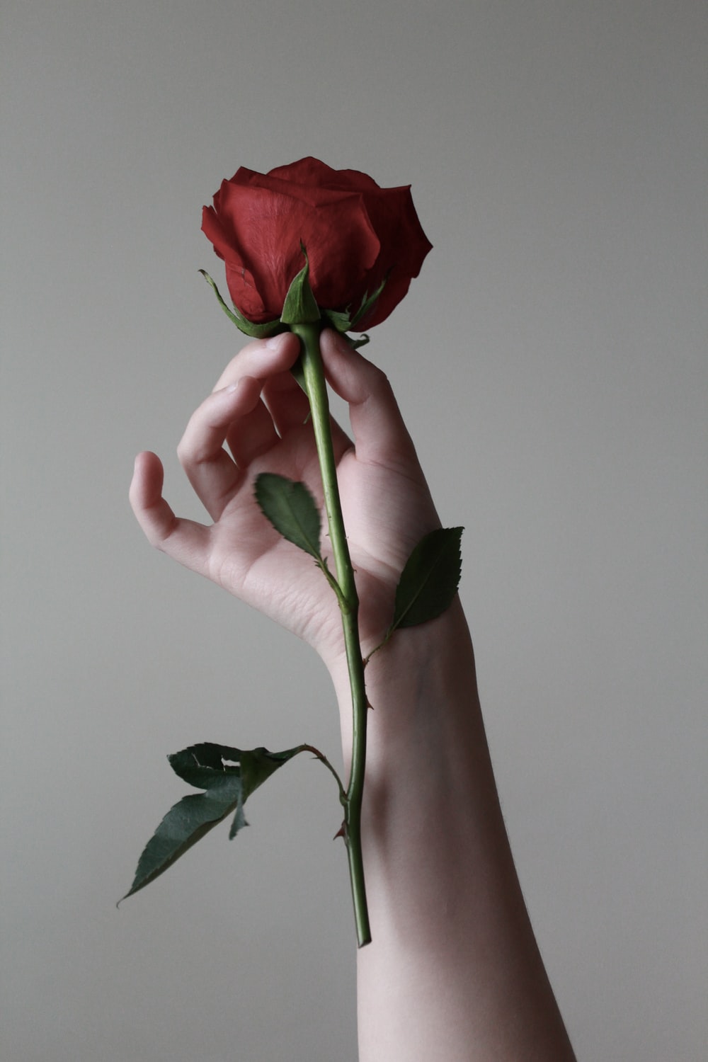 Rose In Hand Wallpapers Wallpaper Cave