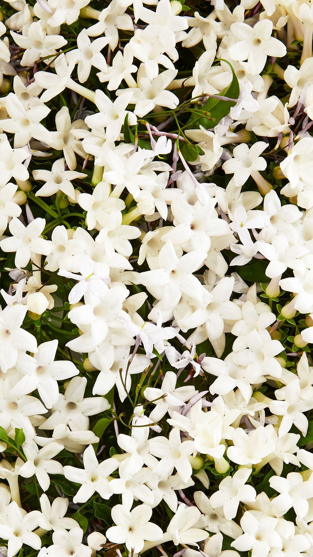 Jasmine Flower 4k Mobile Wallpapers Wallpaper Cave