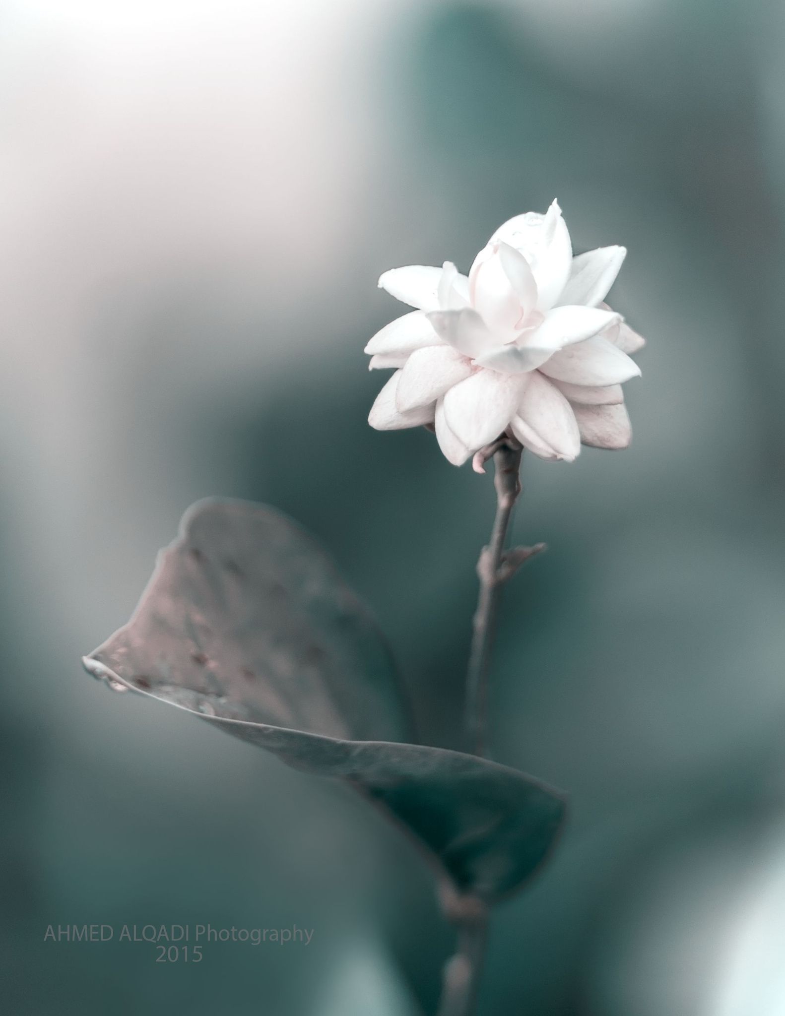 Jasmine Flower 4k Mobile Wallpapers Wallpaper Cave