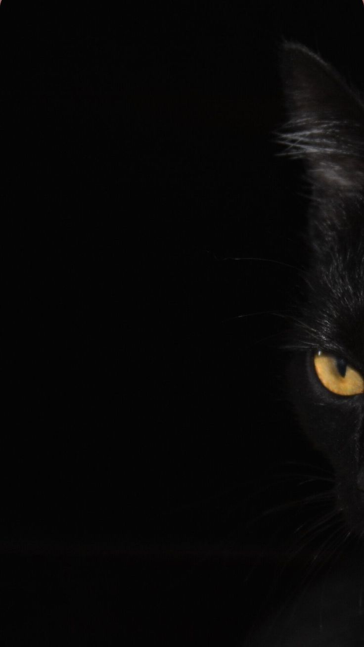 Black Cats Wallpapers Wallpaper Cave