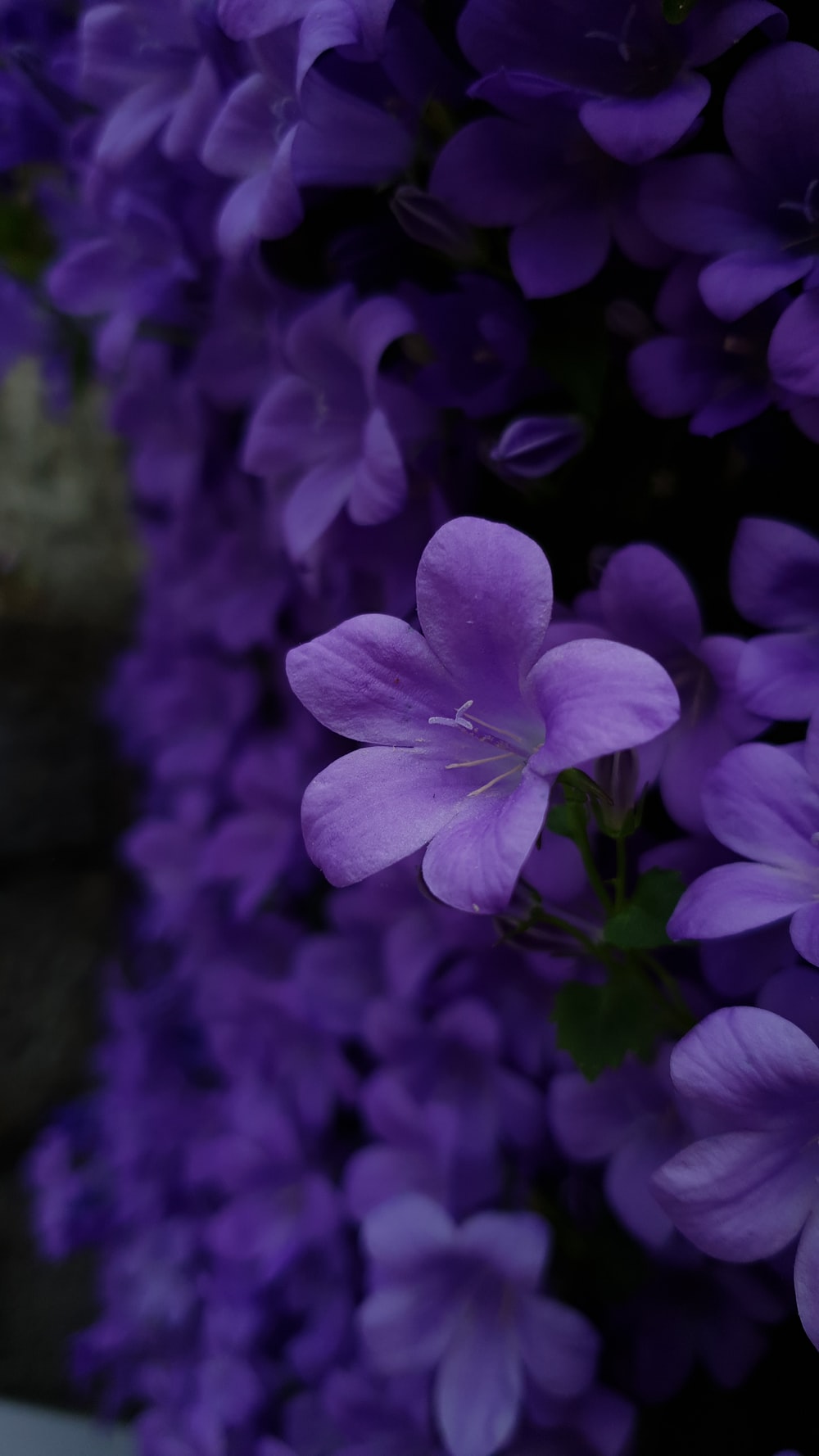 Flower Purple Wallpapers Wallpaper Cave