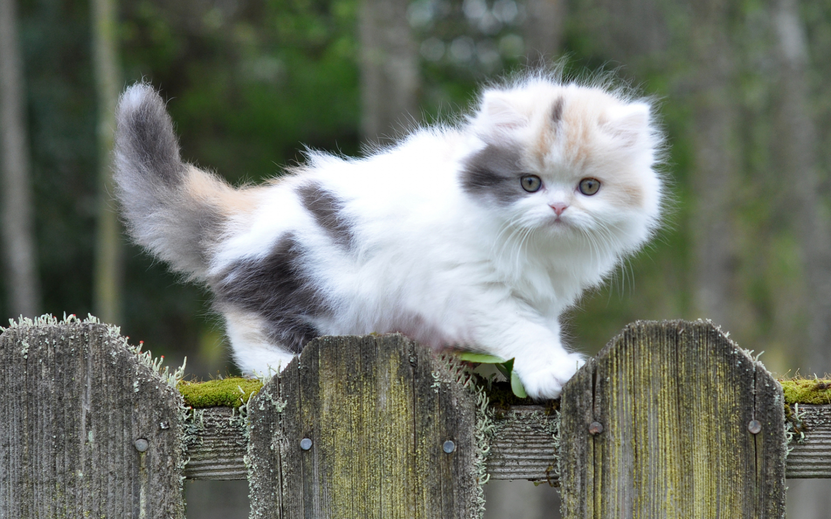 Munchkin Cat Wallpapers Wallpaper Cave