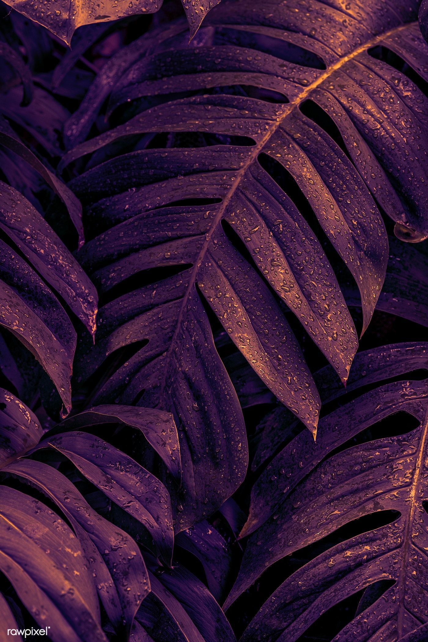 Purple Leaves Wallpapers Wallpaper Cave