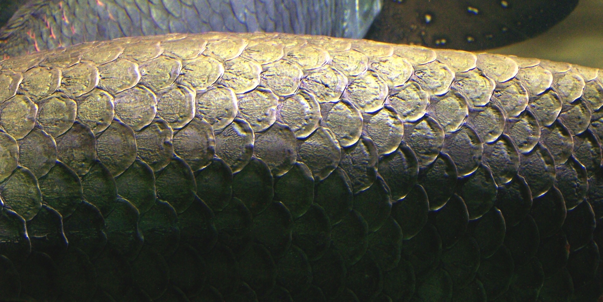 Fish Scales Wallpapers Wallpaper Cave