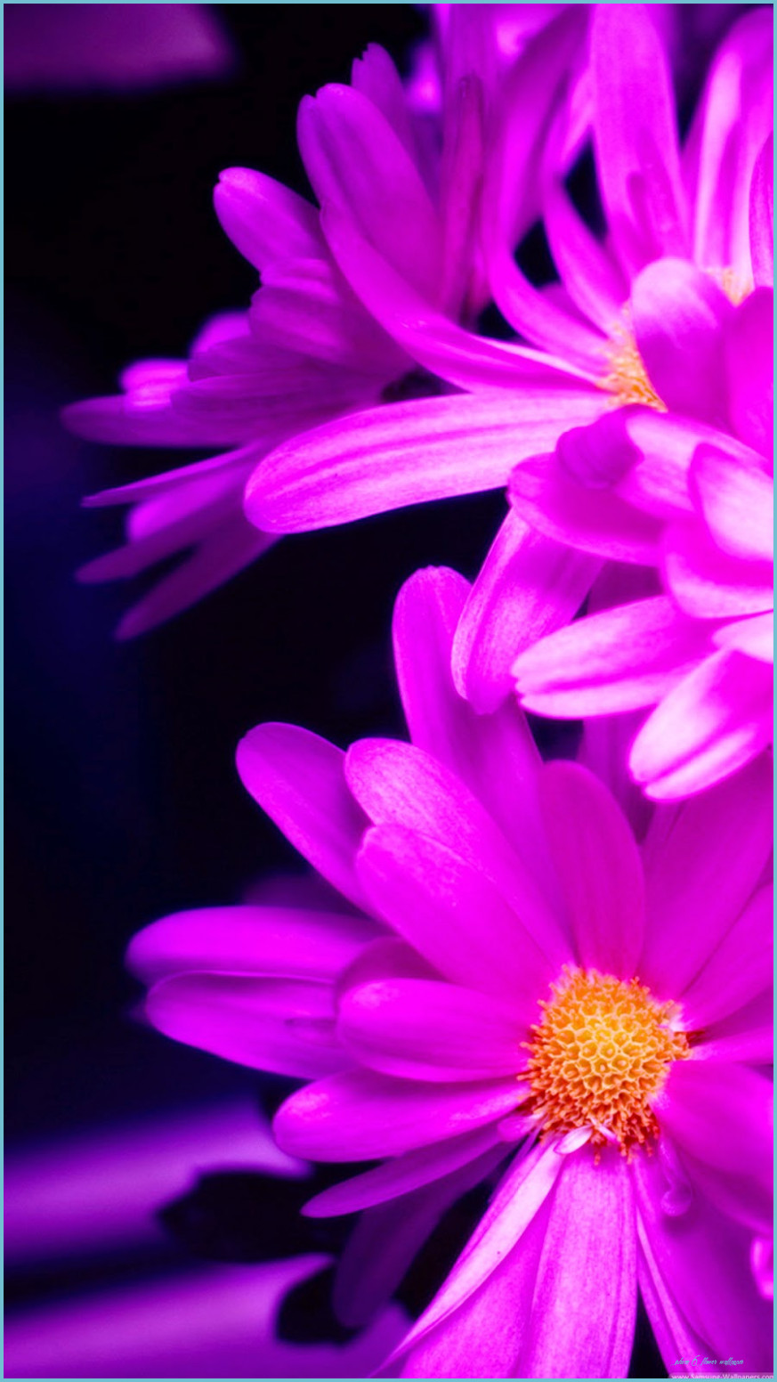 iPhone 6 Flower Wallpapers Wallpaper Cave