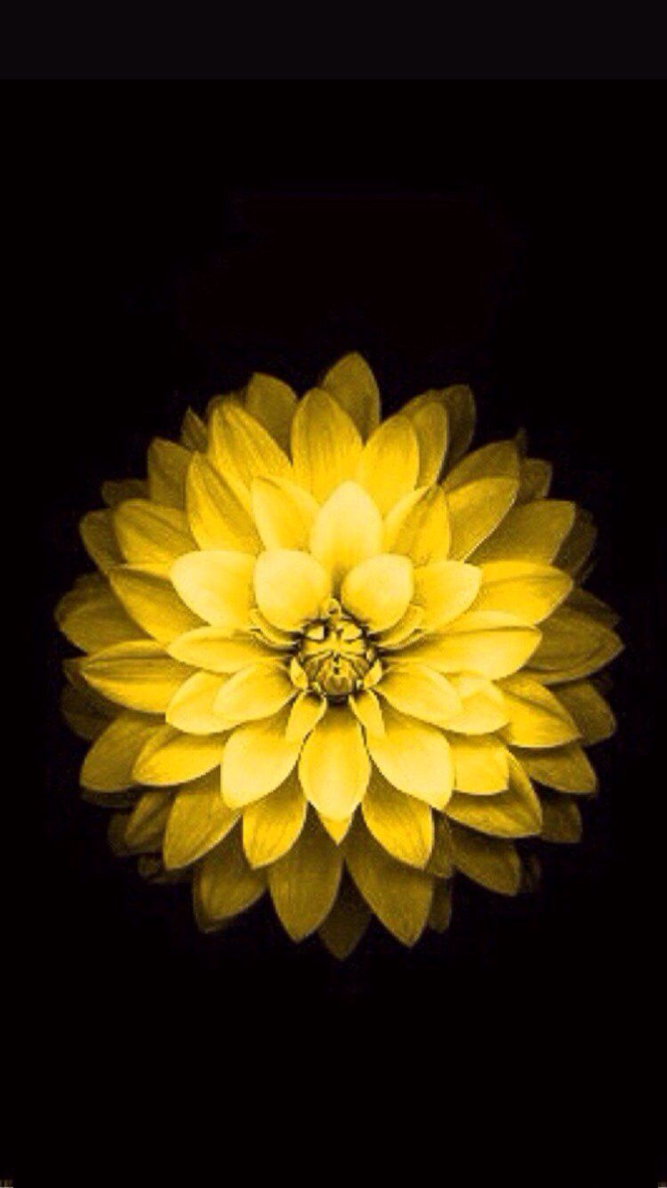 iPhone 6 Flower Wallpapers Wallpaper Cave