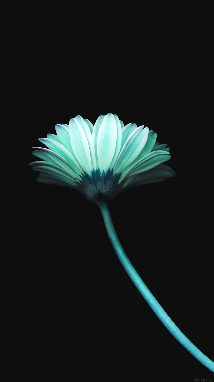iPhone 6 Flower Wallpapers Wallpaper Cave