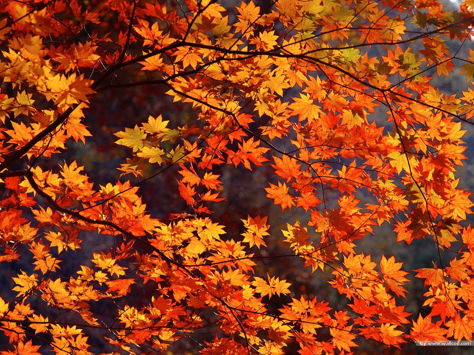 Autumn Tumblr Laptop Wallpapers Wallpaper Cave