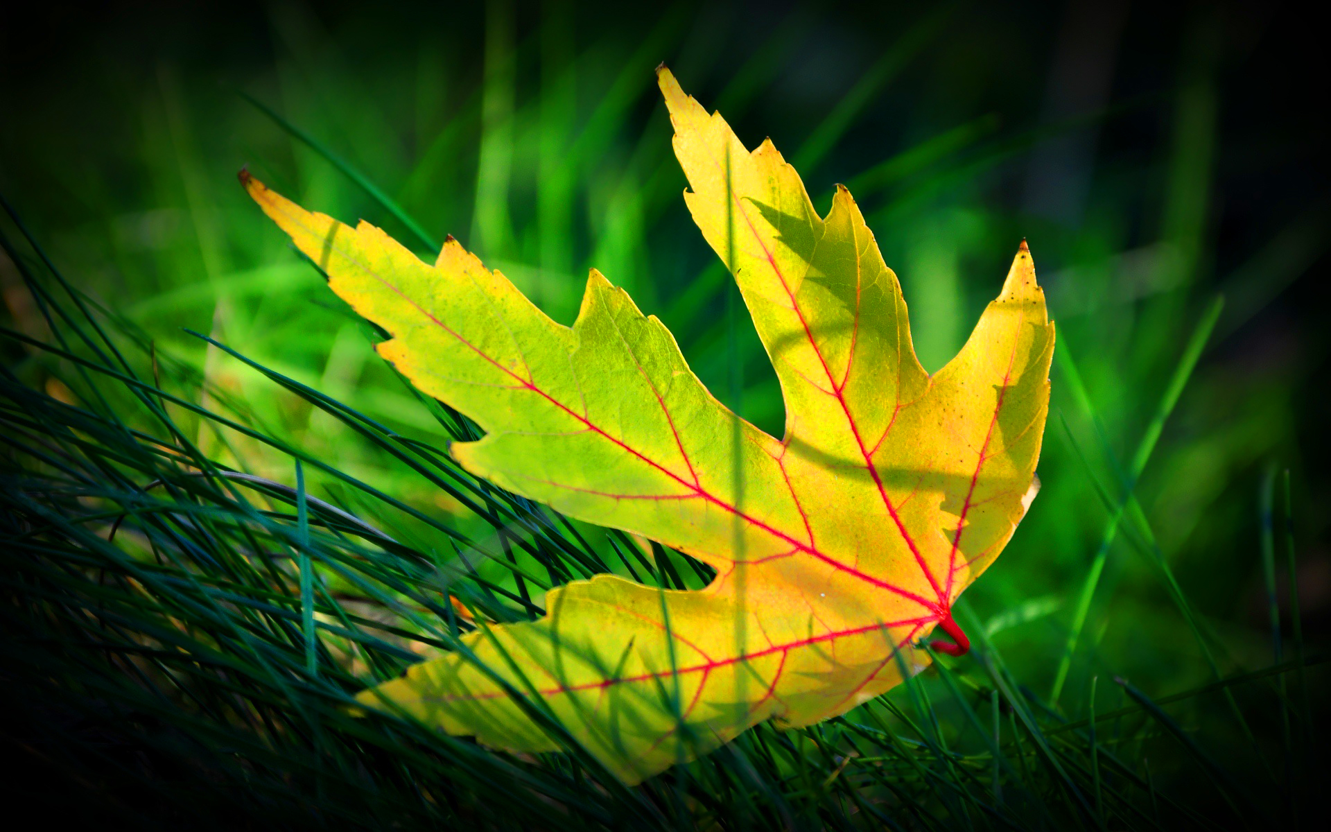 Yellow Green Leaves HD Wallpapers Wallpaper Cave