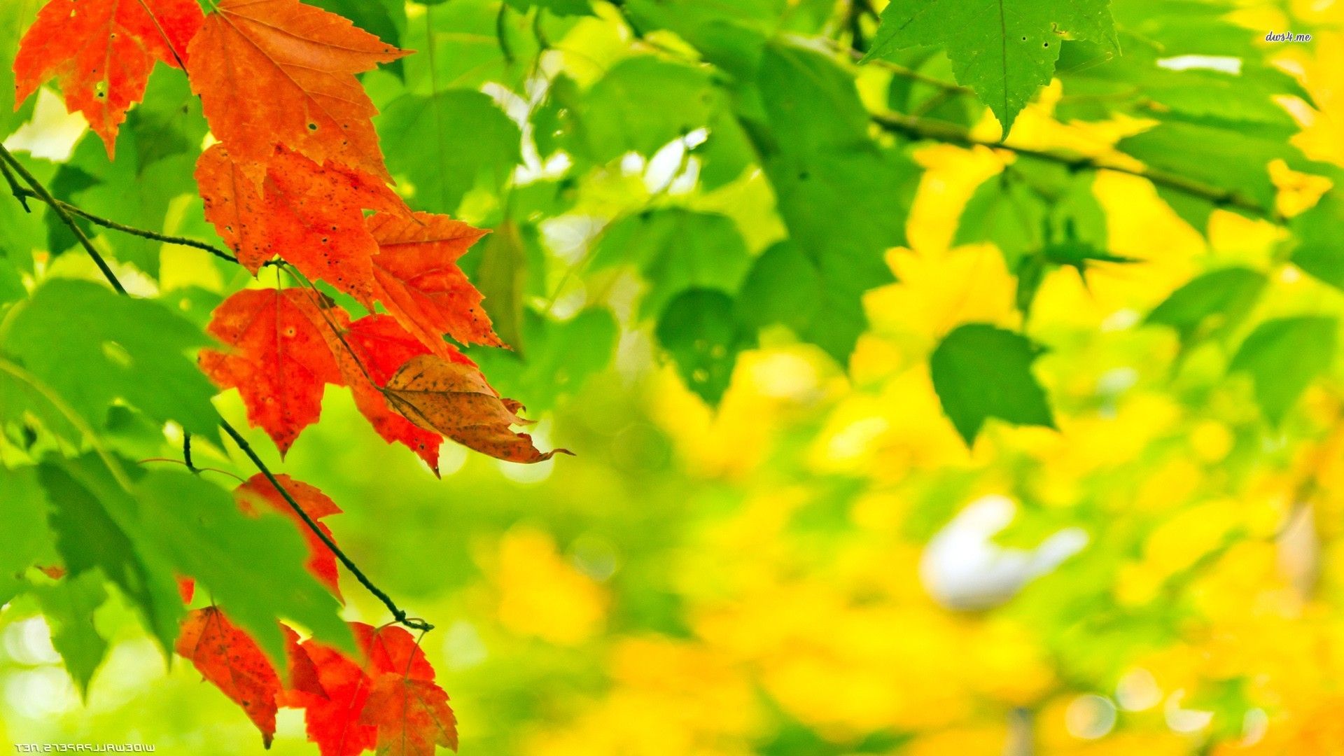 Yellow Green Leaves HD Wallpapers Wallpaper Cave