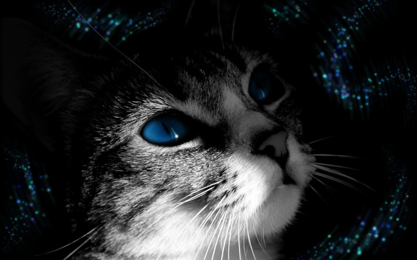 Cat With Blue Eyes Wallpapers Wallpaper Cave