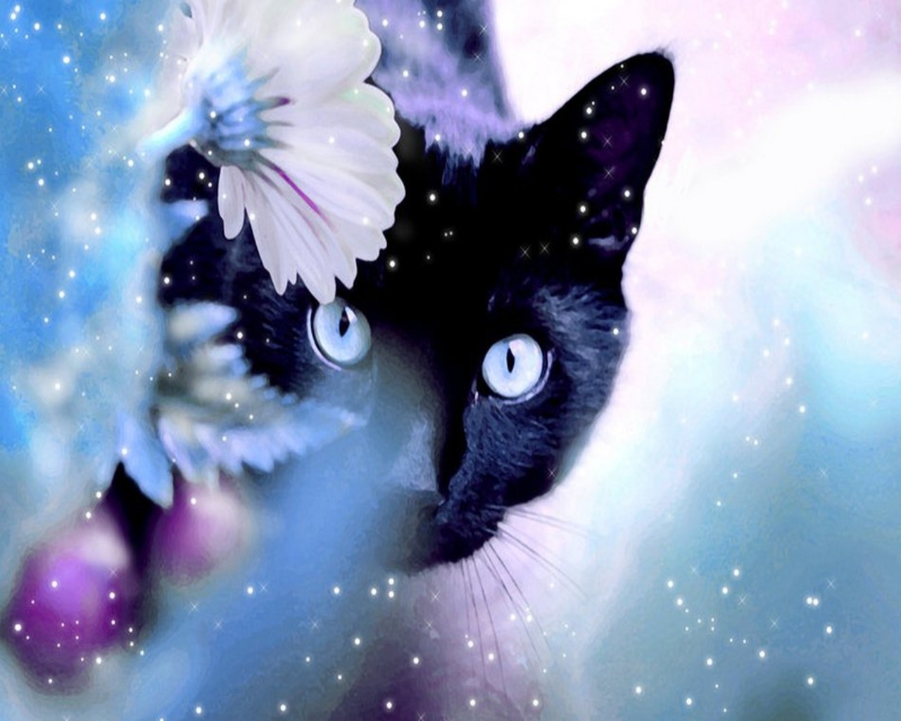 Cat With Blue Eyes Wallpapers Wallpaper Cave