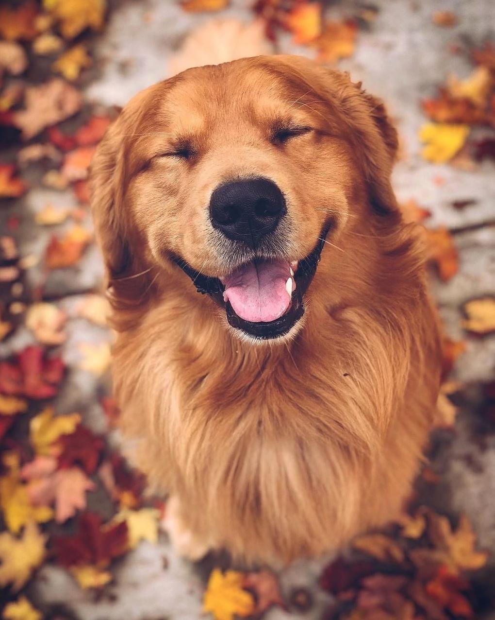 Golden Retriever Fall Wallpapers Wallpaper Cave