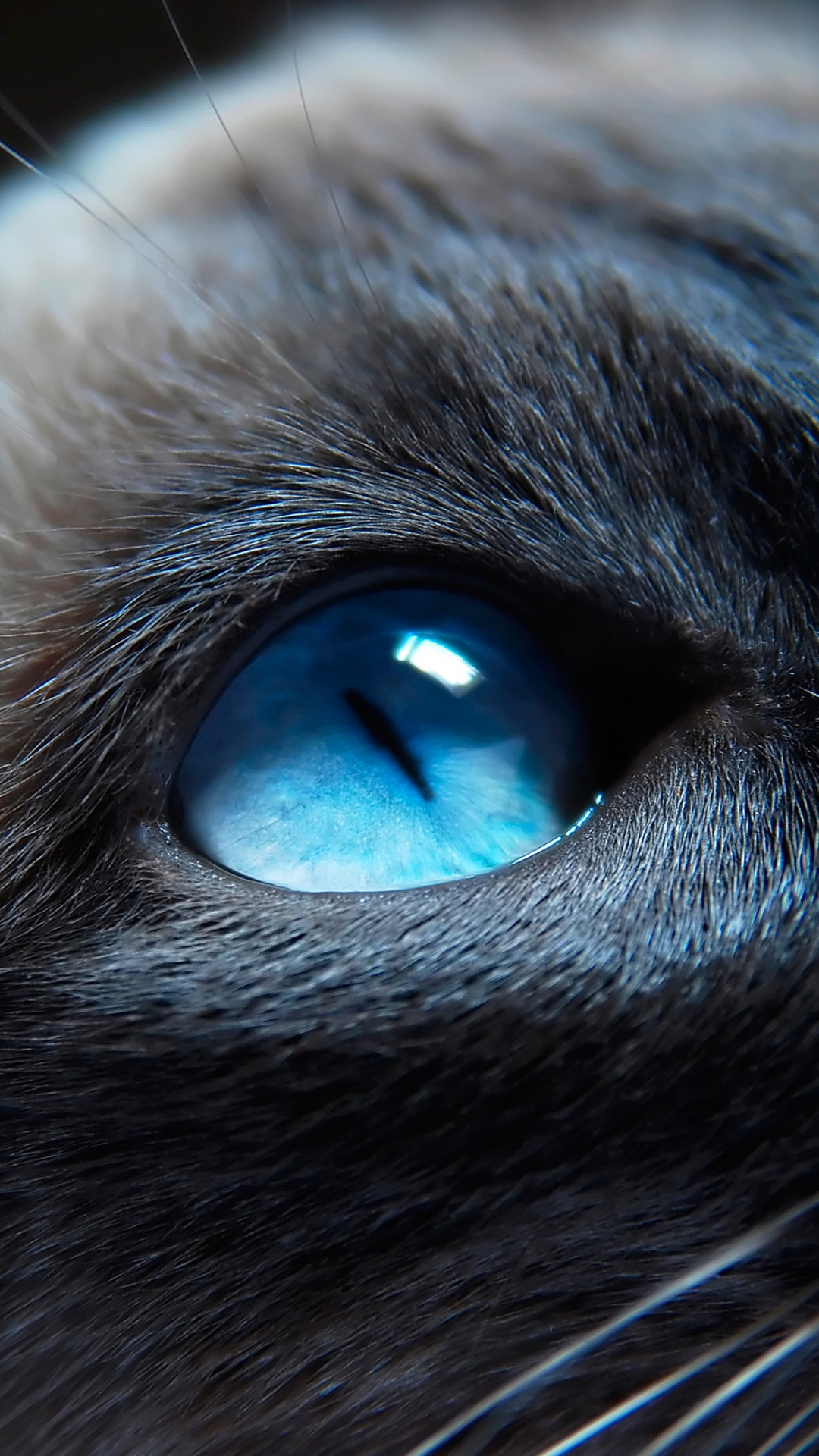 Cat With Blue Eyes Wallpapers Wallpaper Cave