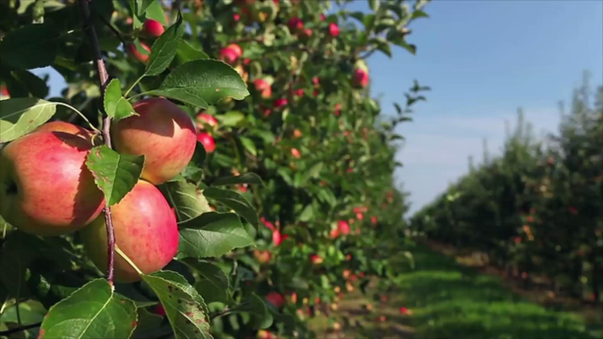Apple Orchard Wallpapers Wallpaper Cave