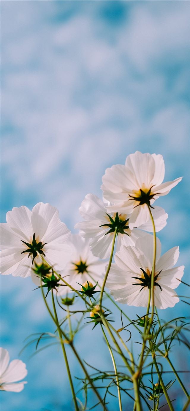 Flower iPhone 11 Wallpapers Wallpaper Cave
