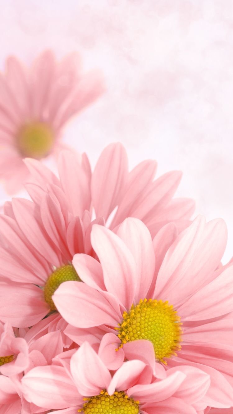 Flower iPhone 11 Wallpapers Wallpaper Cave