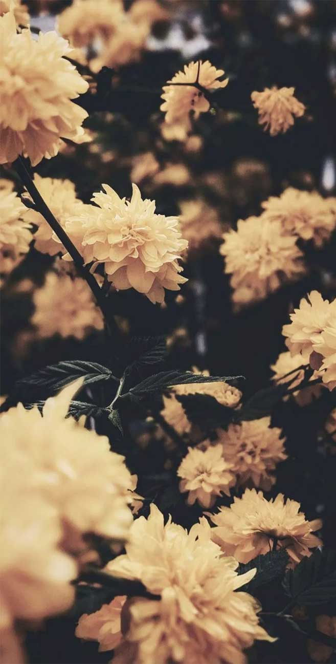 Flower iPhone 11 Wallpapers Wallpaper Cave