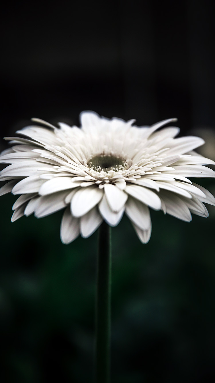 Flower iPhone 11 Wallpapers Wallpaper Cave