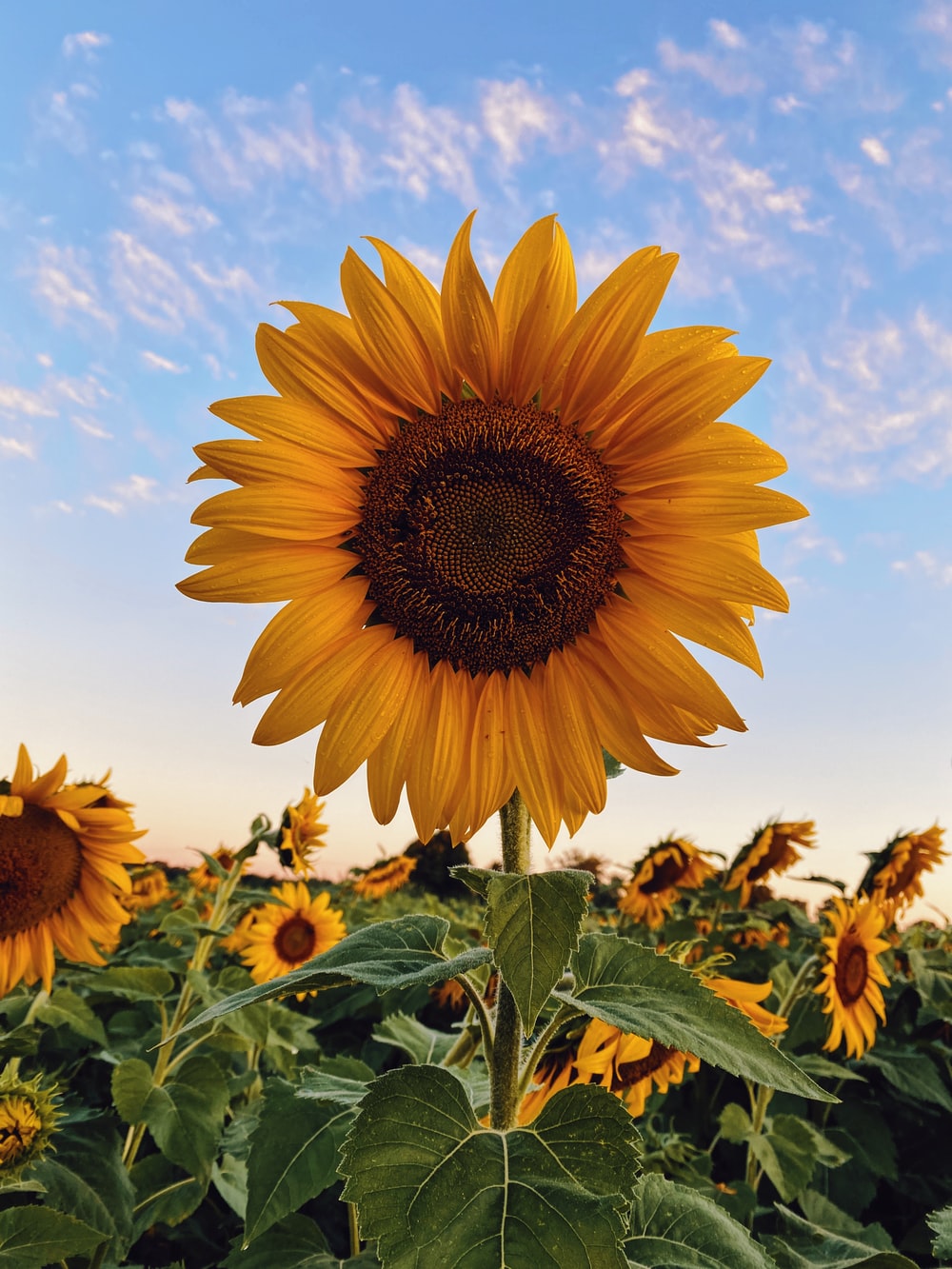 Sunflower Art Wallpapers Wallpaper Cave