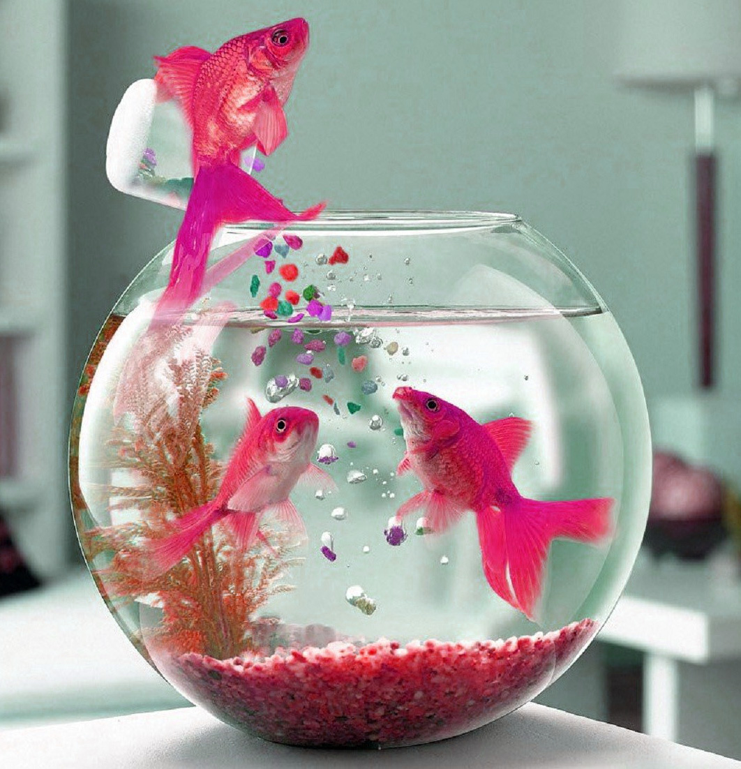 Top 999+ cute whatsapp dp images hd Amazing Collection cute whatsapp