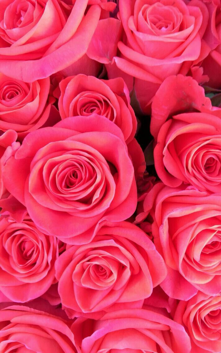 Red And Pink Roses Wallpapers Wallpaper Cave
