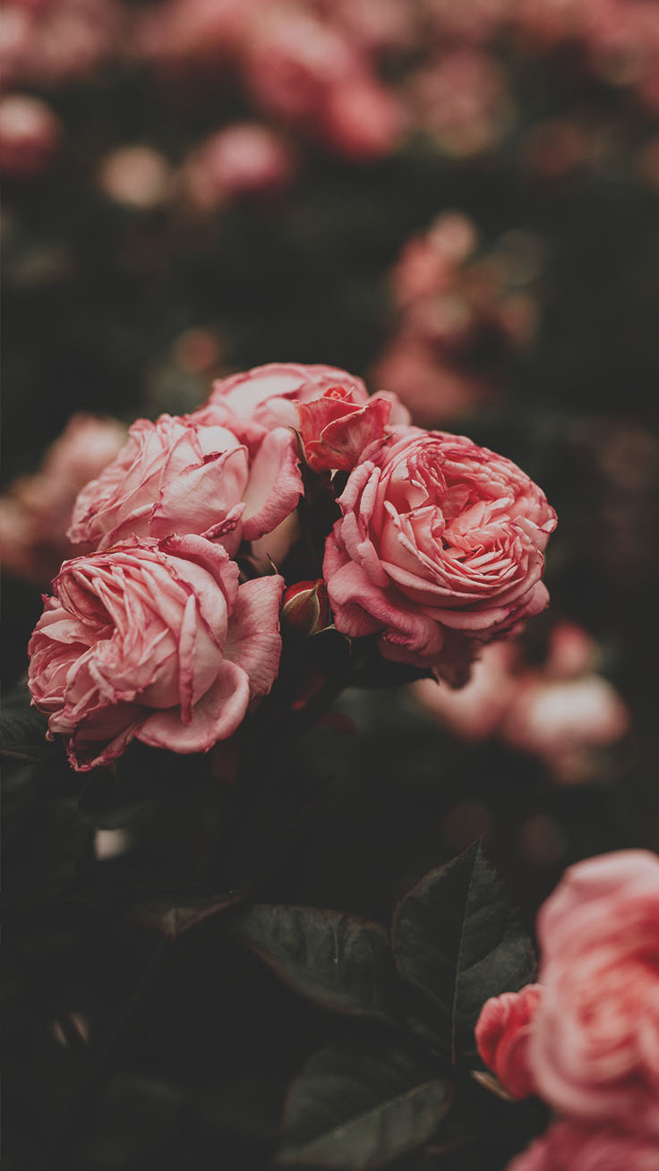Pink Roses Phone Wallpapers Wallpaper Cave