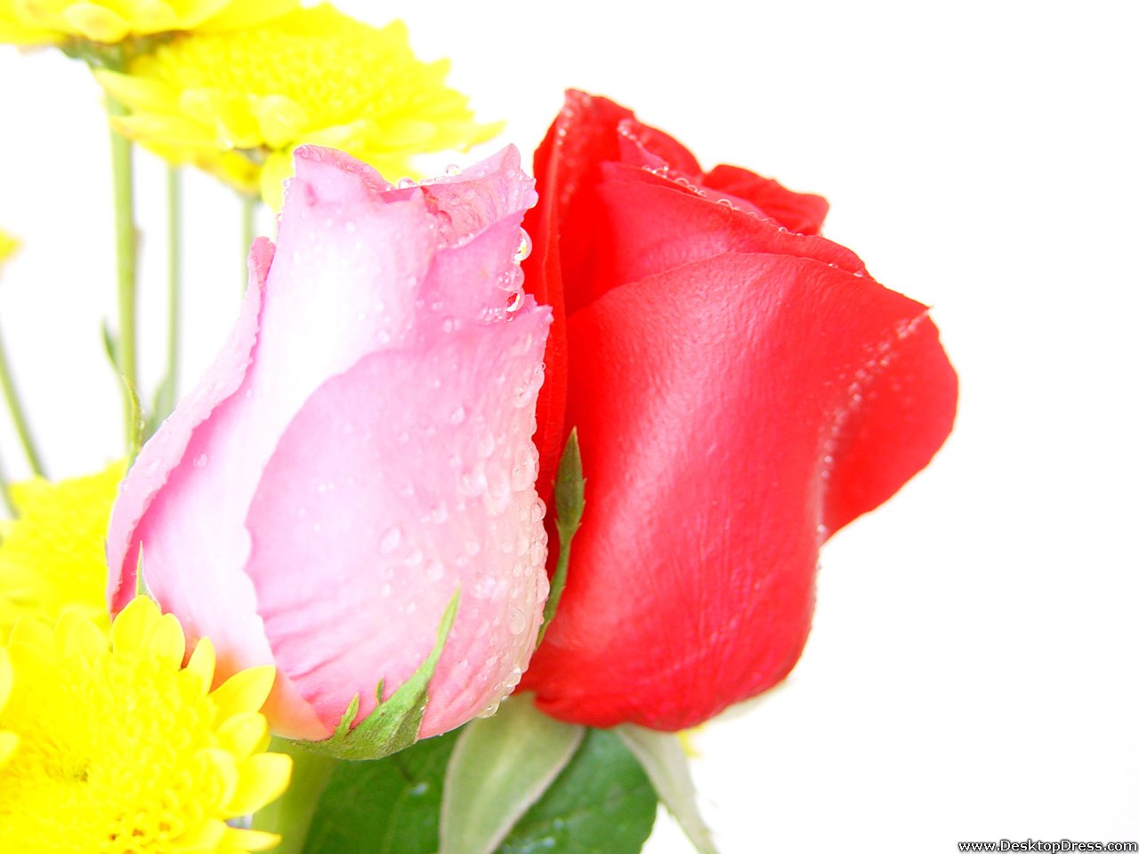 Red And Pink Roses Wallpapers Wallpaper Cave