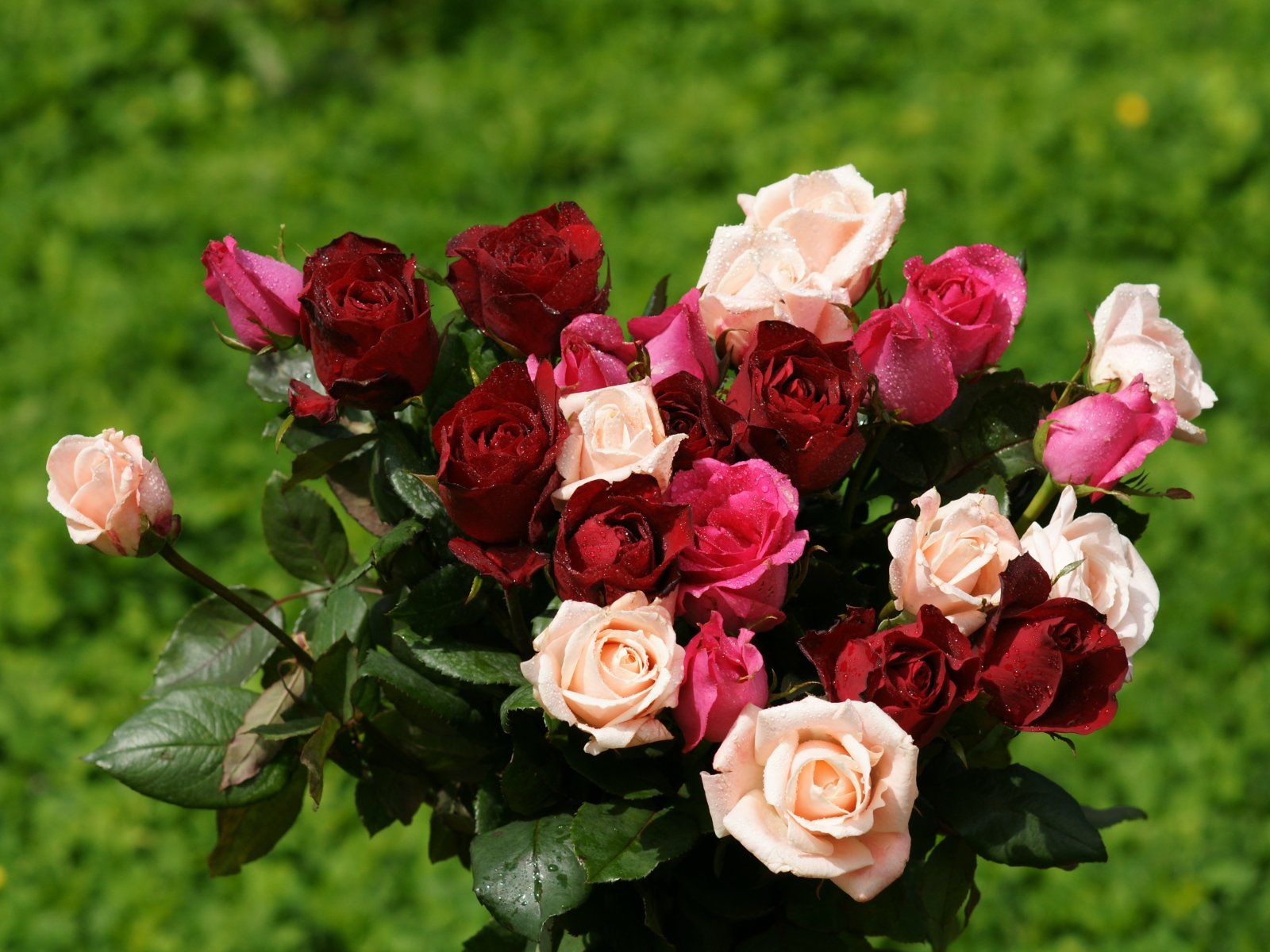 Red And Pink Roses Wallpapers Wallpaper Cave