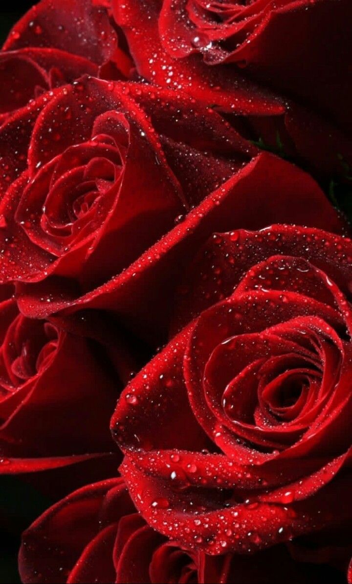 Red And Pink Roses Wallpapers Wallpaper Cave