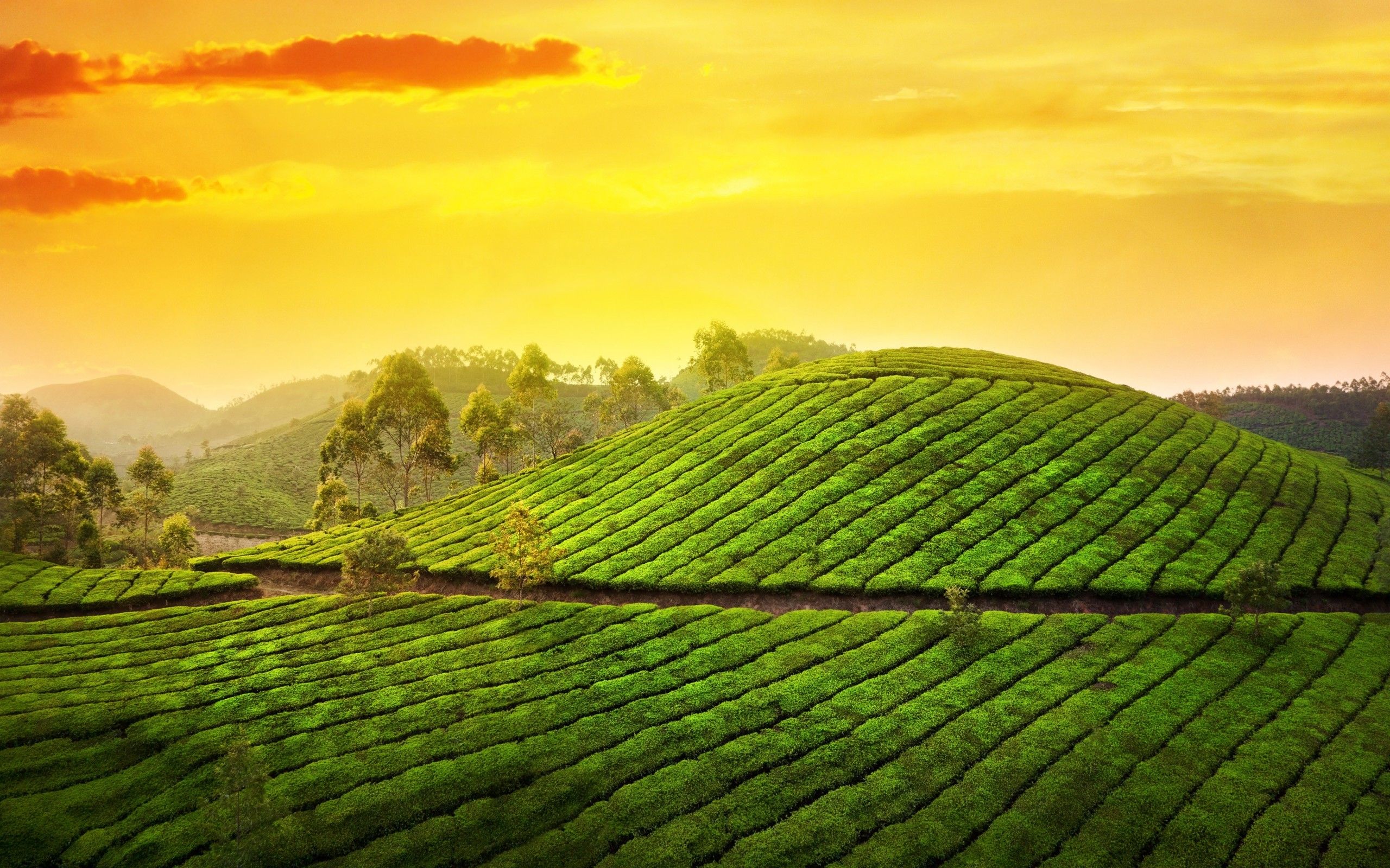 Tea Estate Wallpapers Wallpaper Cave