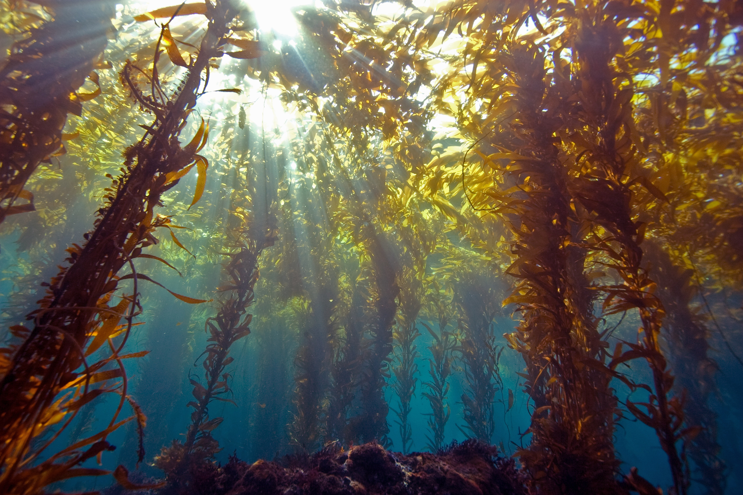 Kelp Forest Wallpapers Wallpaper Cave
