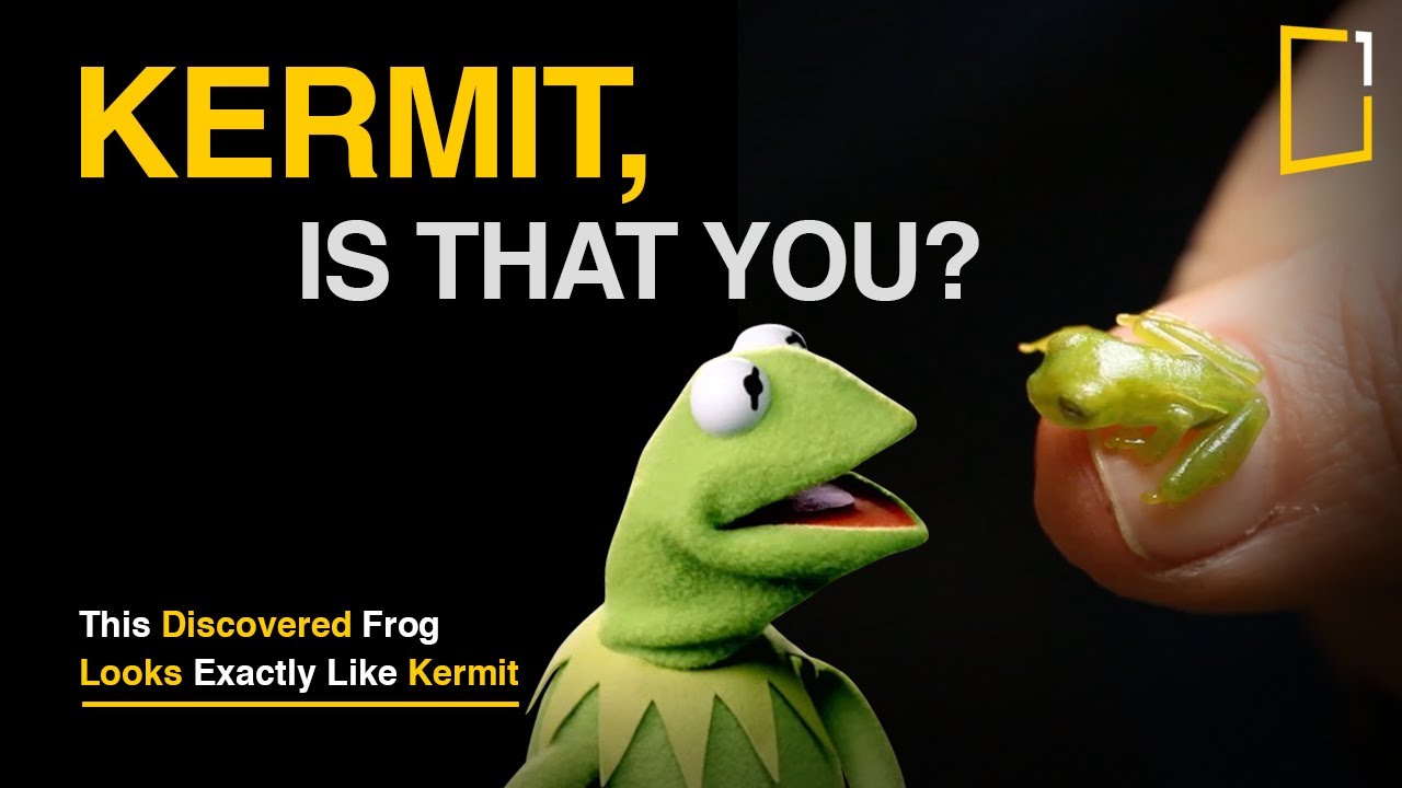 Funny Kermit Wallpapers Wallpaper Cave