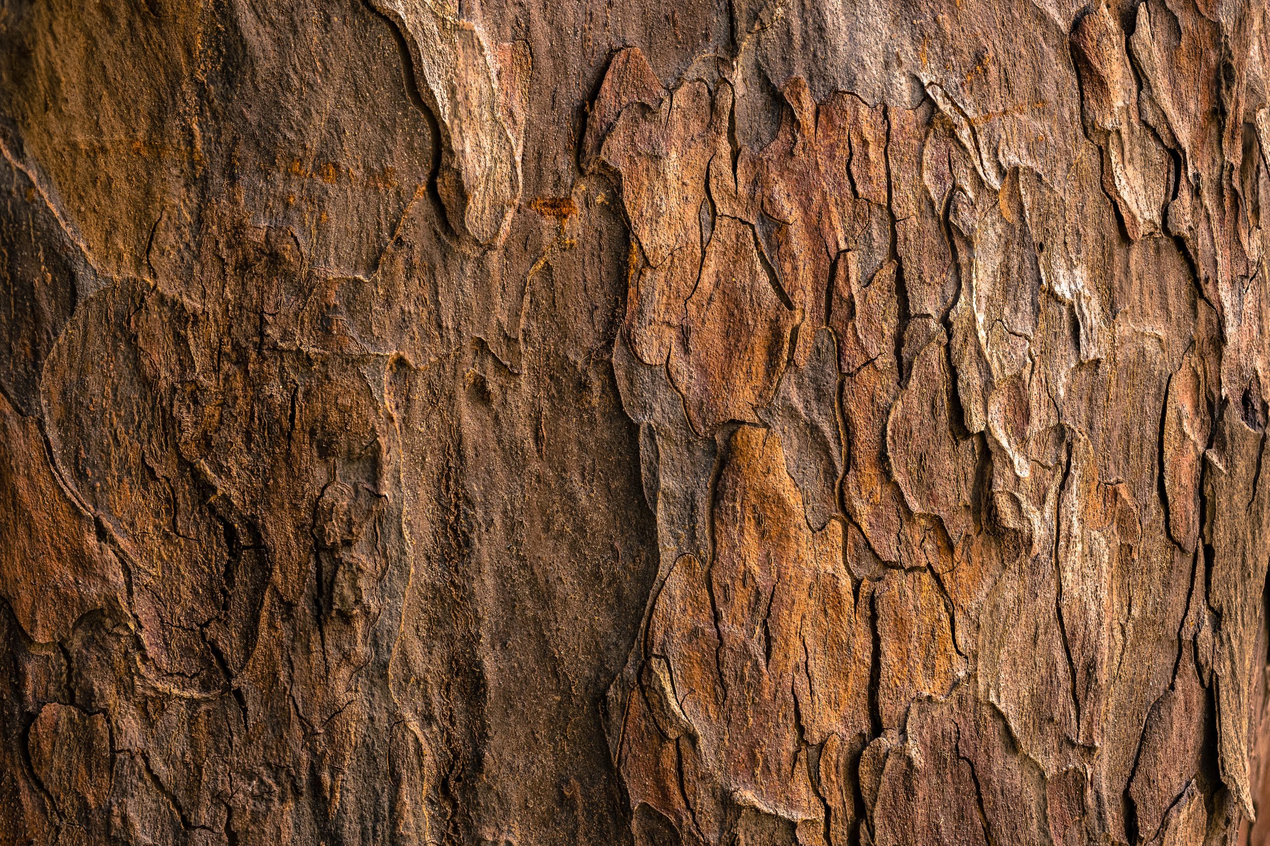 Tree Bark Wallpapers Wallpaper Cave