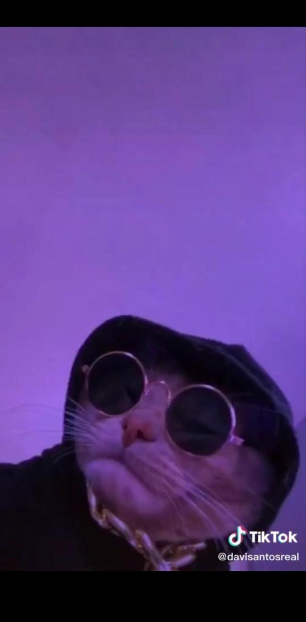 Swag Cat Wallpapers Wallpaper Cave