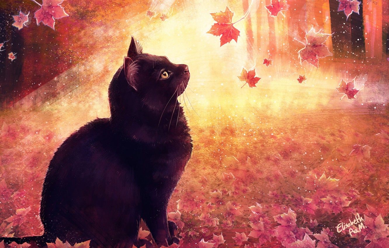 Black Cats Autumn Wallpapers Wallpaper Cave