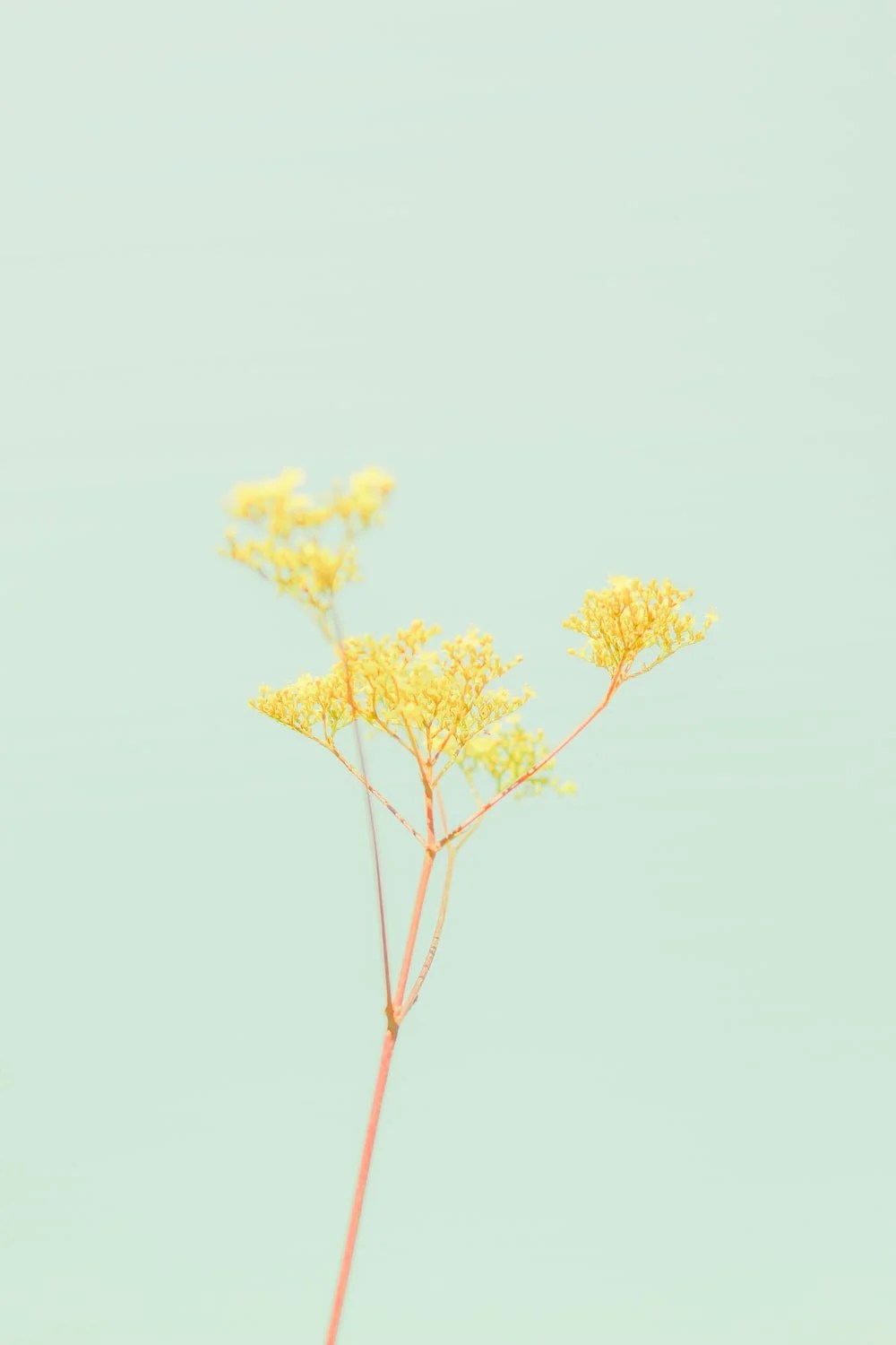 Green And Yellow Aesthetic Wallpapers Wallpaper Cave