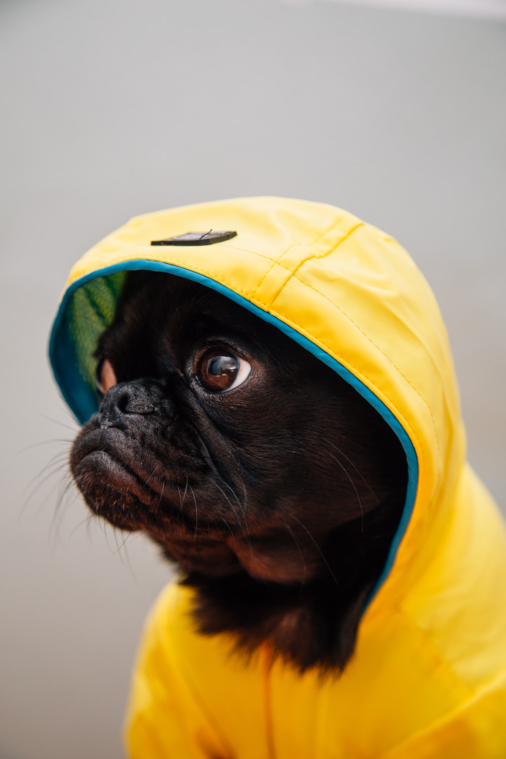 Weird Dogs Wallpapers Wallpaper Cave