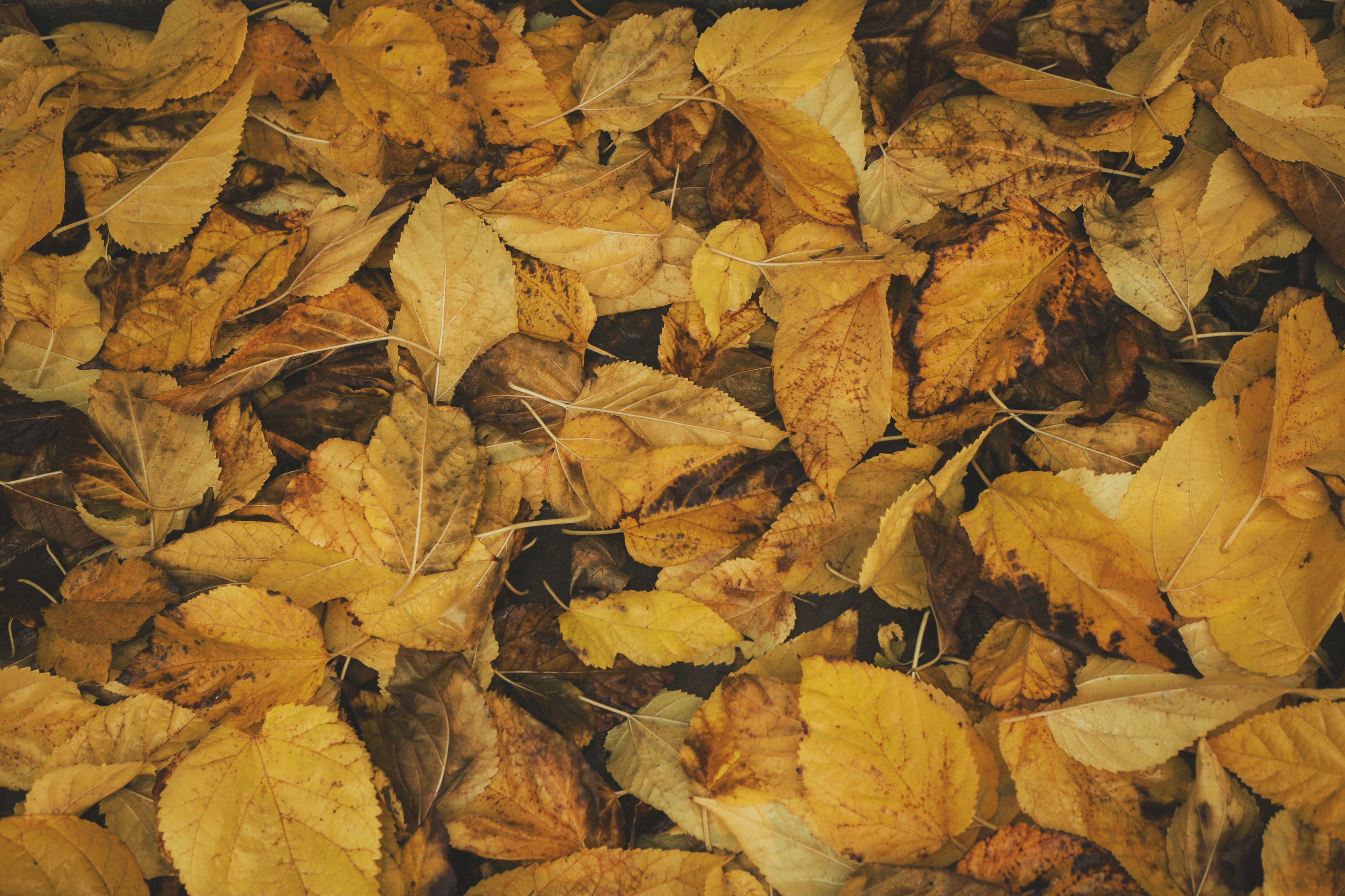 Textured Autumn Wallpapers Wallpaper Cave