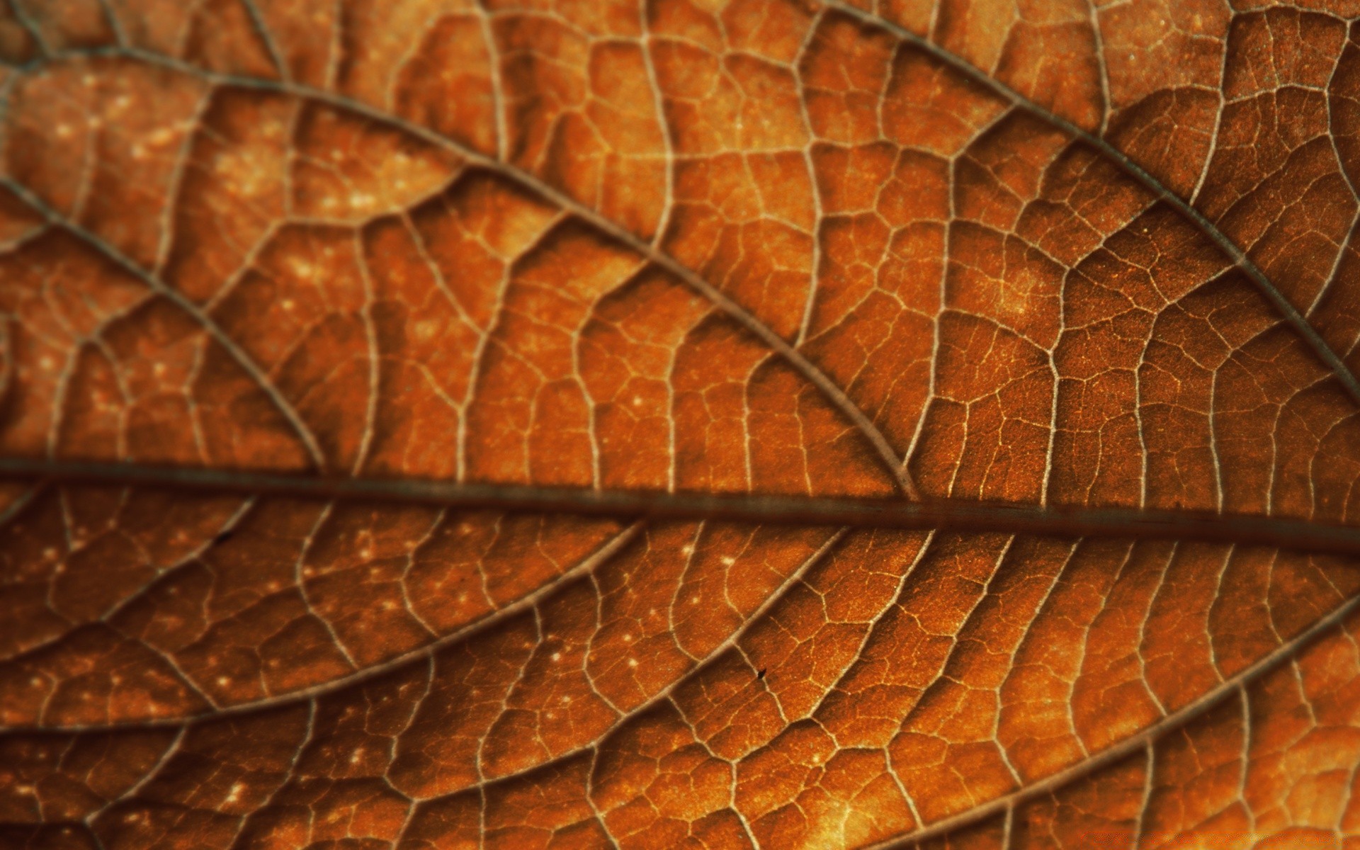Textured Autumn Wallpapers Wallpaper Cave