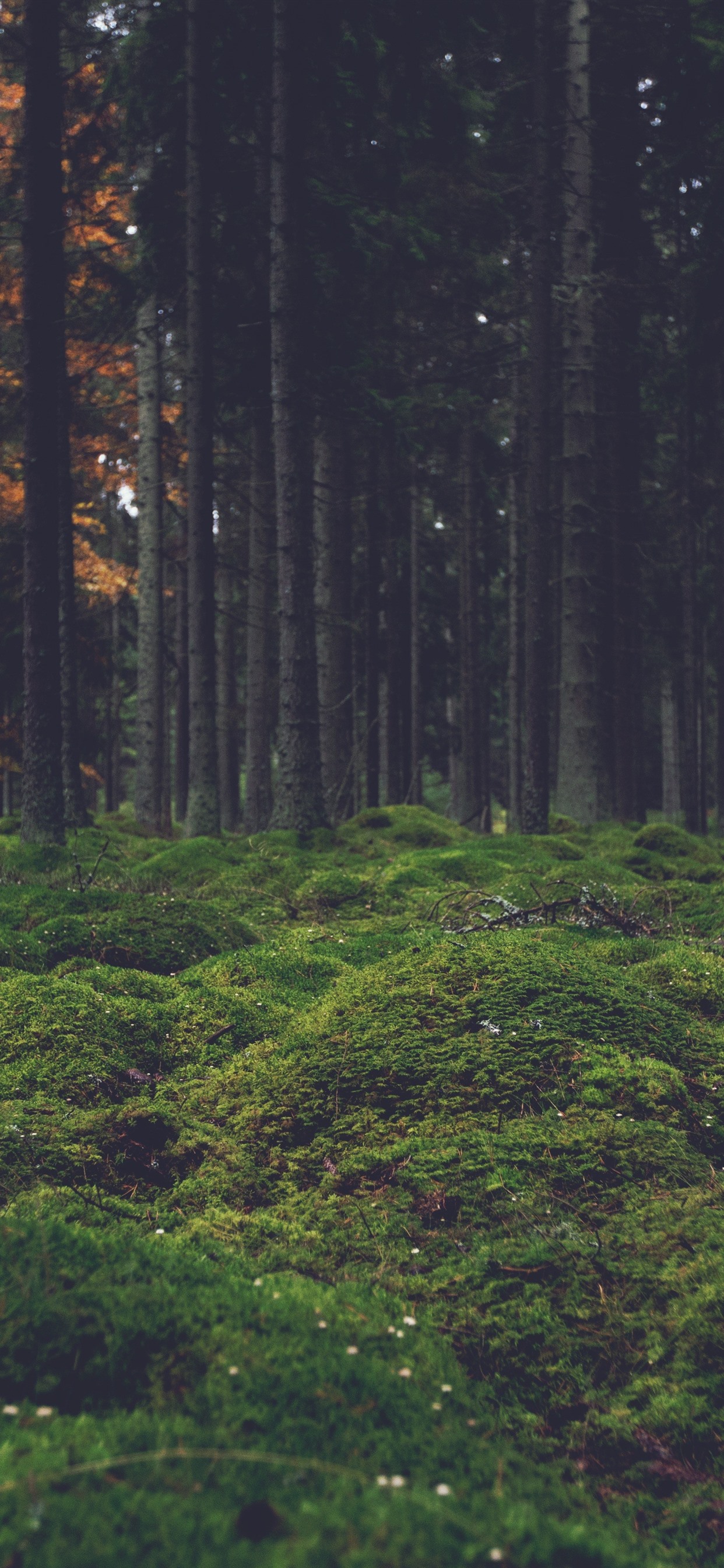 Nature iPhone 11 Pro Max Wallpapers Wallpaper Cave