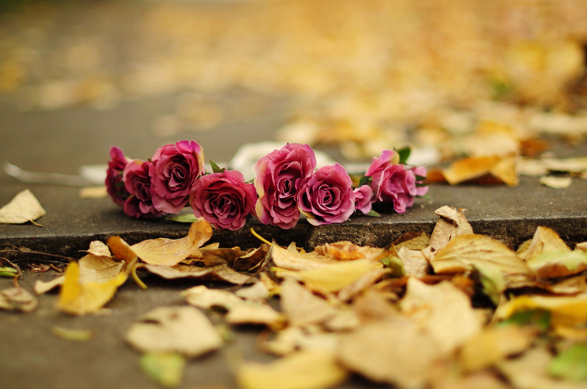 Autumn With Flowers Wallpapers Wallpaper Cave