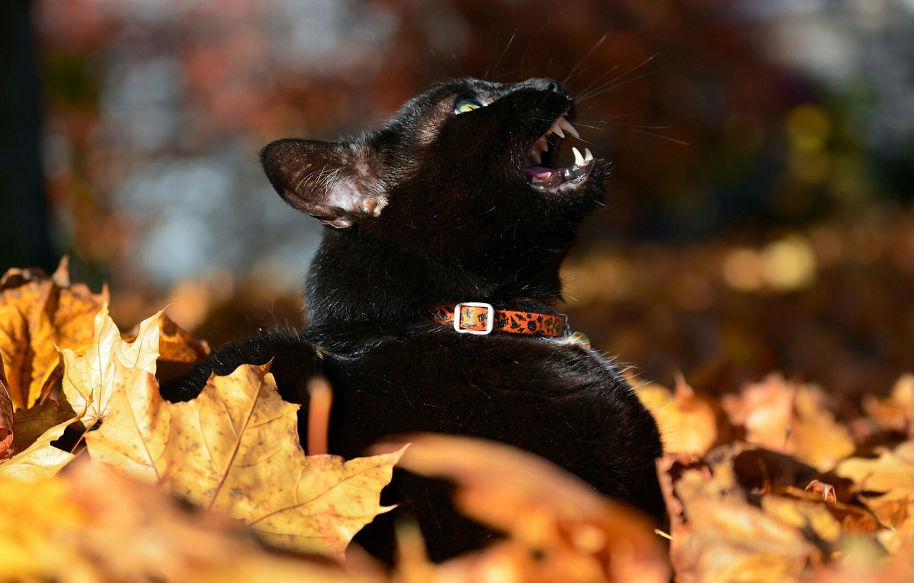 Black Cats Autumn Wallpapers Wallpaper Cave
