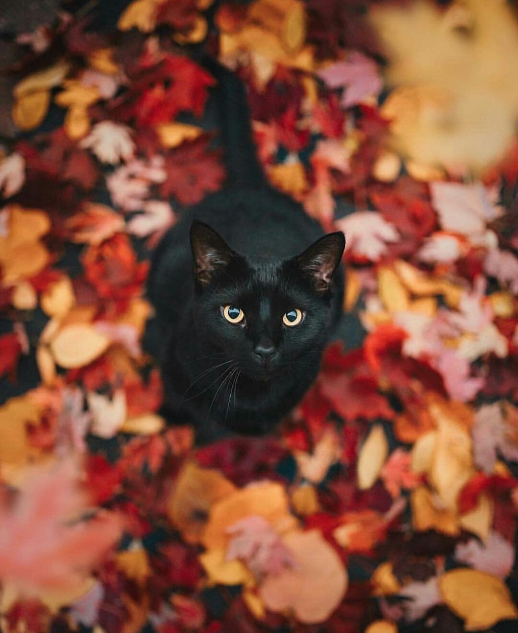 Black Cats Autumn Wallpapers Wallpaper Cave