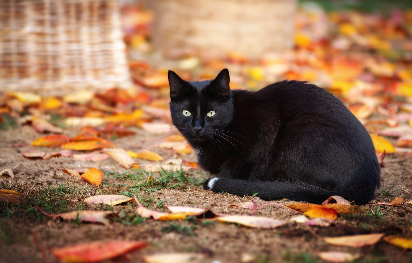 Black Cats Autumn Wallpapers Wallpaper Cave