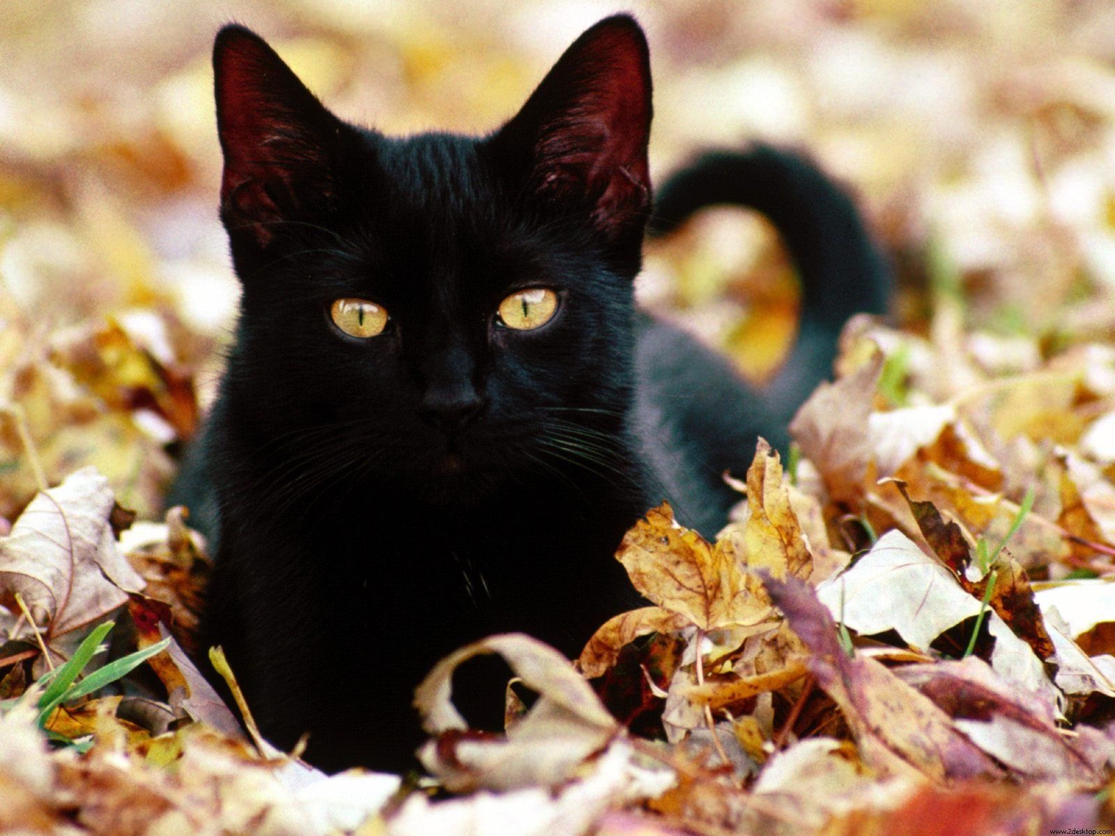 Black Cats Autumn Wallpapers Wallpaper Cave