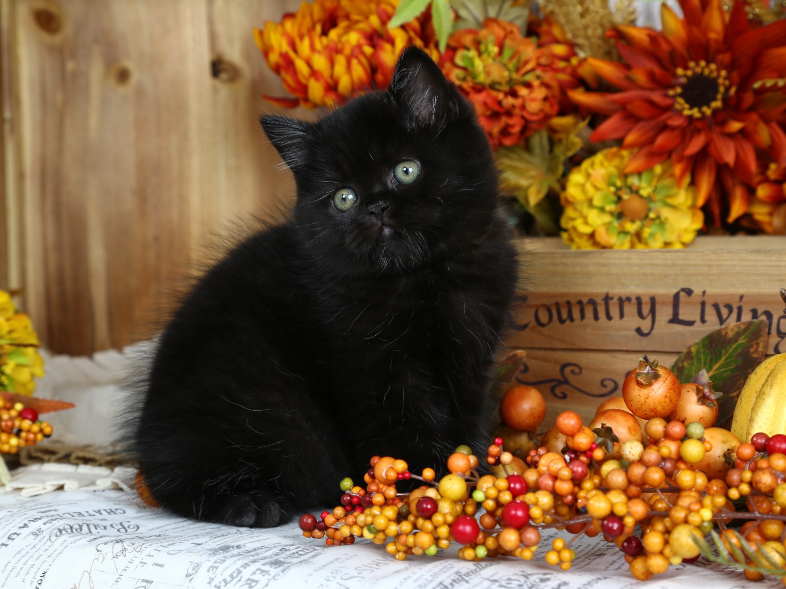 Black Cat Autumn Wallpapers Wallpaper Cave