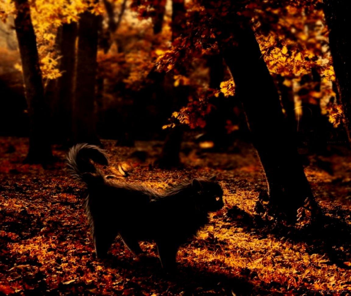 Black Cats Autumn Wallpapers Wallpaper Cave