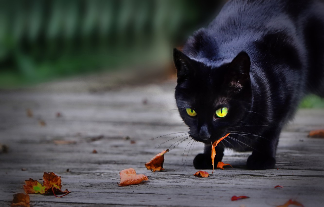 Black Cats Autumn Wallpapers Wallpaper Cave