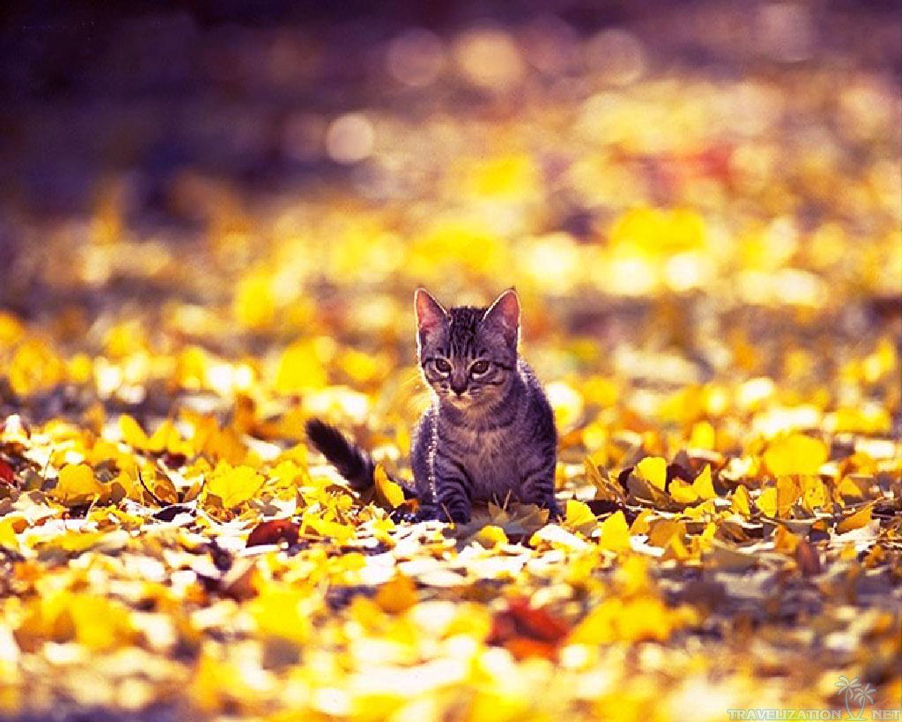 Black Cats Autumn Wallpapers Wallpaper Cave